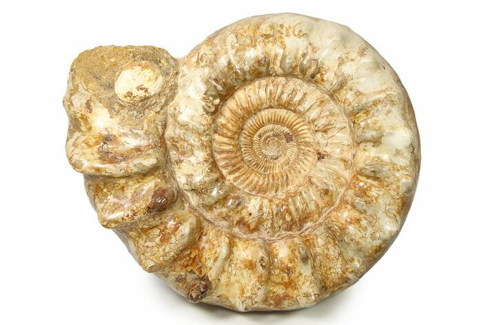 Jurassic Ammonite (Kranosphinctes) Fossil - Largest We've Ever Had #304910